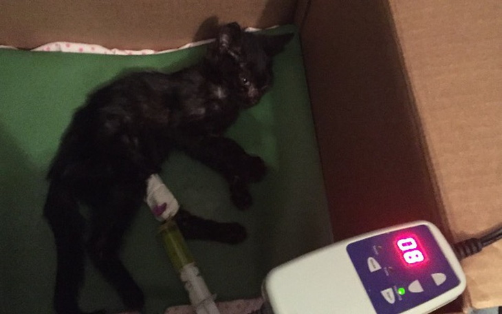 Zbiórka Kociak Bonifacy - walka o życie - zdjęcie główne