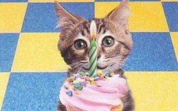 Kot z urodzinowym muffinem, świeczka na wierzchu, wesoła atmosfera.