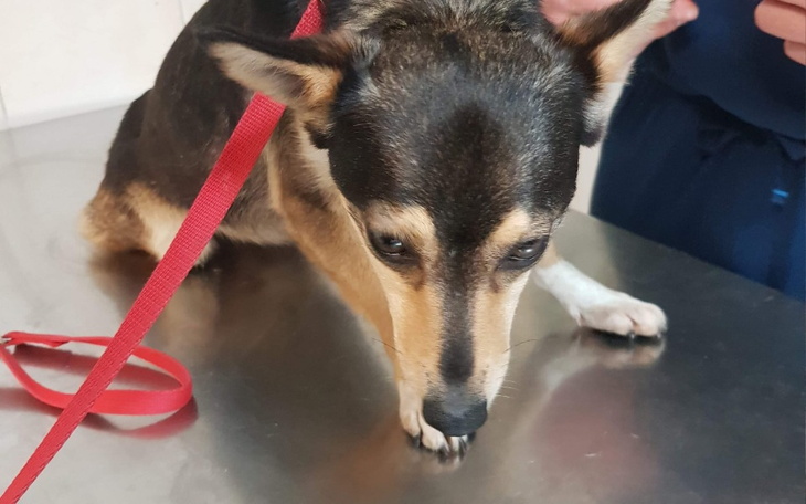 Zbiórka Pomóż Czikicie - zdjęcie główne