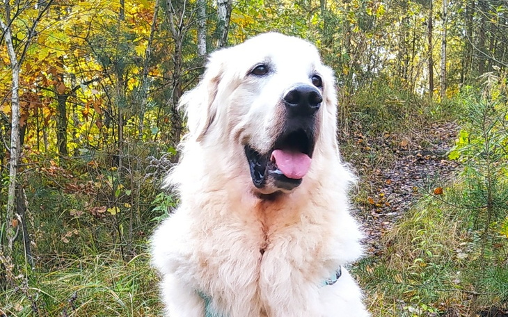 Złoty retriever w lesie, cieszy się piękną pogodą.