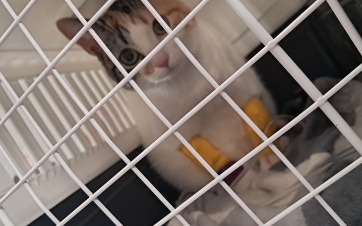 Zbiórka Leczenie Borki - zdjęcie główne