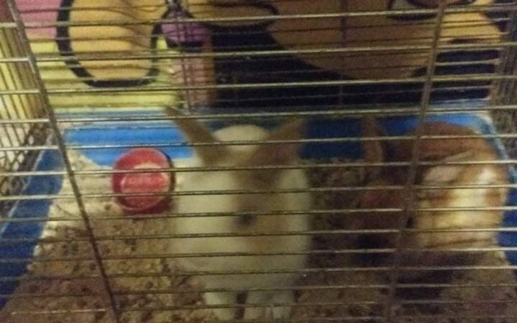 Zbiórka Na nowe życie dla uszaków - zdjęcie główne