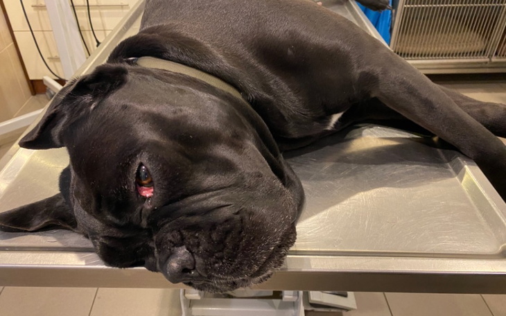 Zbiórka Zabieg kolan dla suni Belli - zdjęcie główne