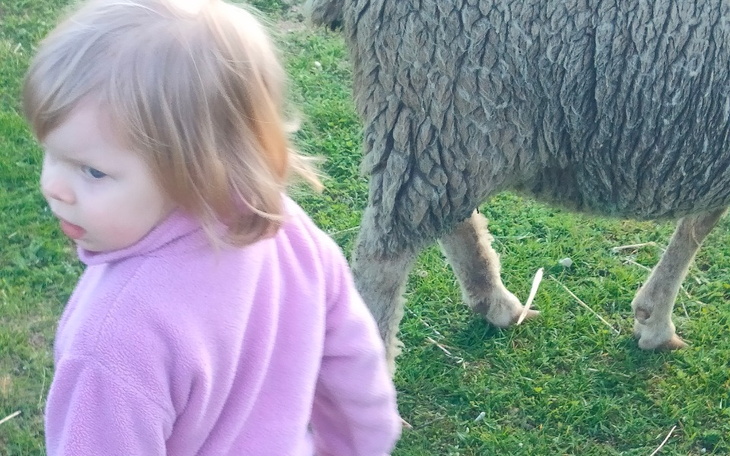 Zbiórka Zbieram na kucyka dla corki - zdjęcie główne
