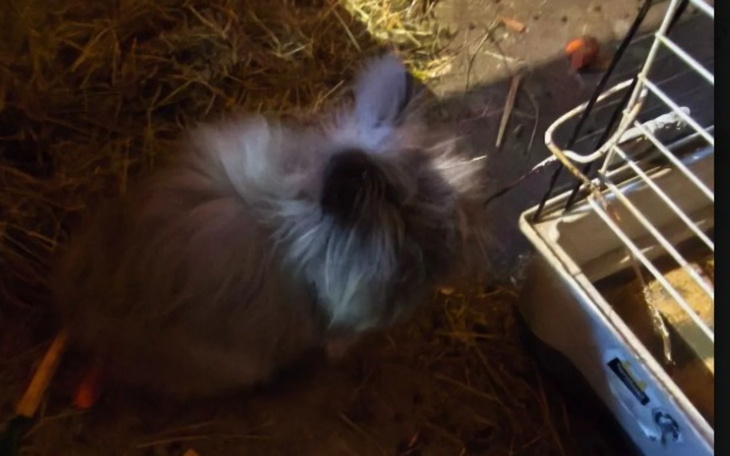 Królik siedzący w słomie, z puszystym futrem.