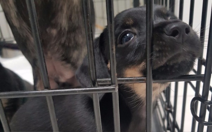 Zbiórka 3 maluchy ze stajni - zdjęcie główne