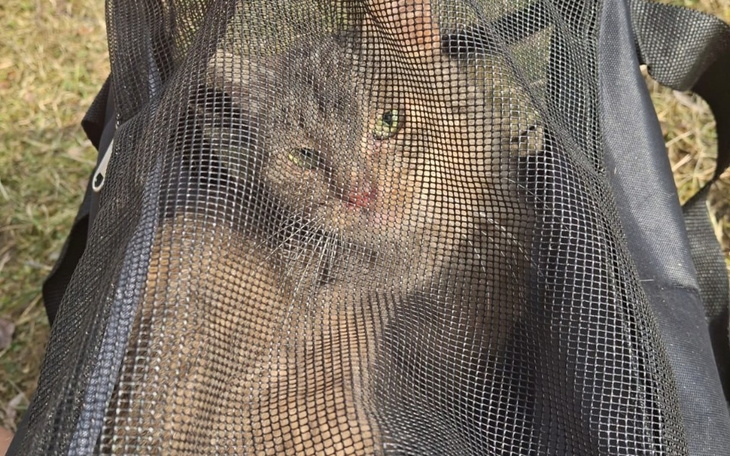 Kot w torbie, patrzący przez siatkę.