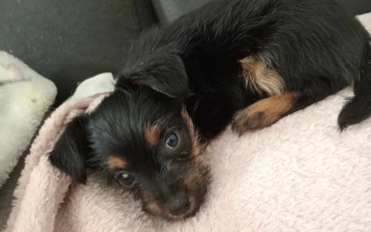 Mały czarny piesek leżący na różowym kocu.