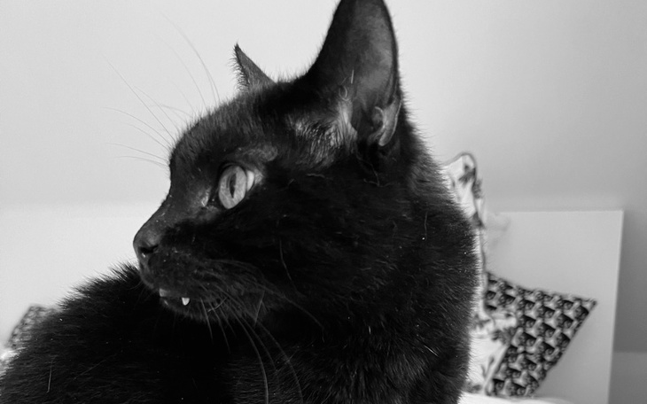 Czarny kot z wyraźnymi oczami.