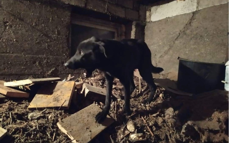 Zbiórka Szczeniaki z łańcucha - zdjęcie główne