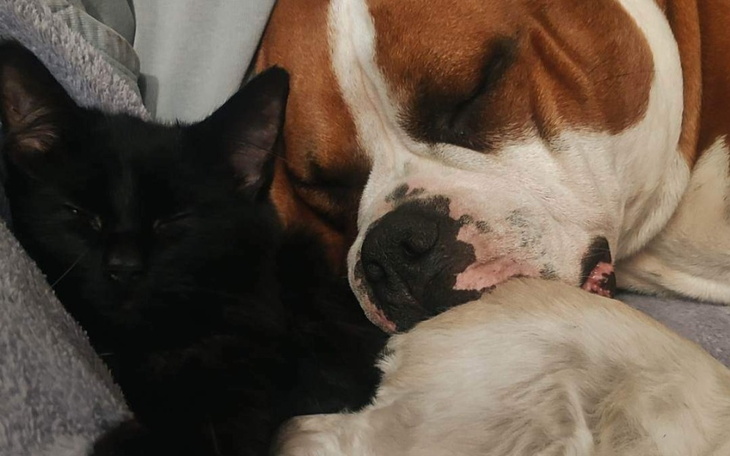 Zbiórka Stwórzmy niebo dla Zwierząt - zdjęcie główne