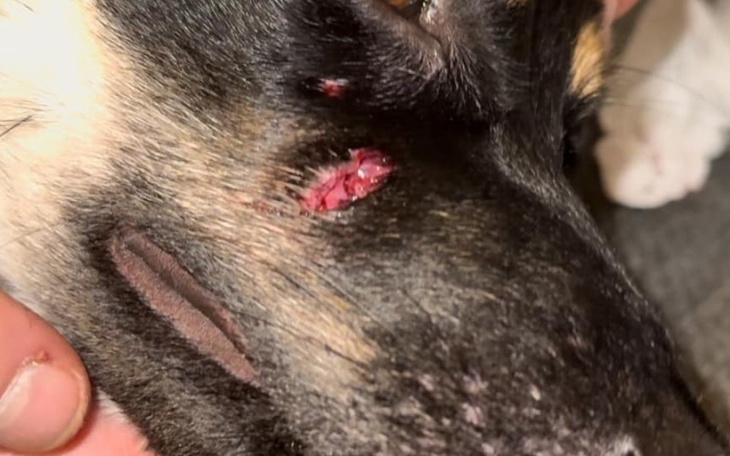 Zbiórka boimy sie o życie Bambi - zdjęcie główne