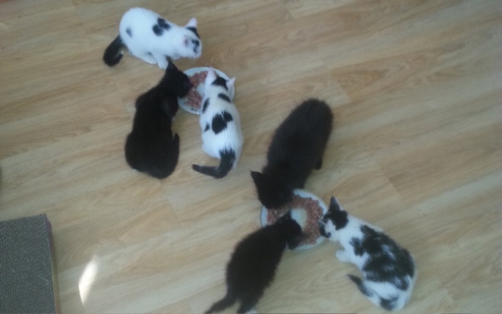 Zbiórka Koty z Cyganki Przeżyły Atak - zdjęcie główne