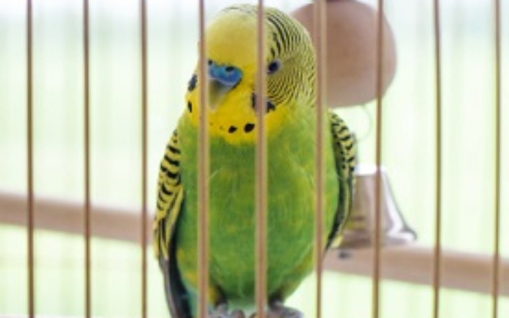 Zbiórka Zbiórka na kaganiec dla papug am - zdjęcie główne