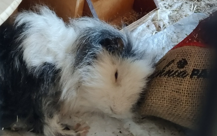 Śpiąca świnka morska w przytulnym otoczeniu.