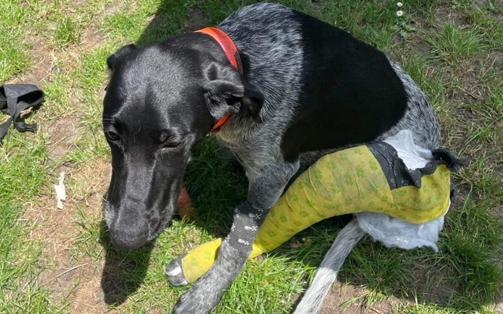 Zbiórka Heto operacje złamanej łapy - zdjęcie główne