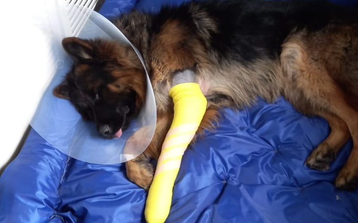 Zbiórka Dla Bruna na nowe biodra - zdjęcie główne