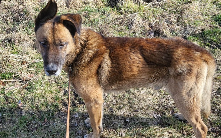 Zbiórka Ile jest warte życie psa - zdjęcie główne