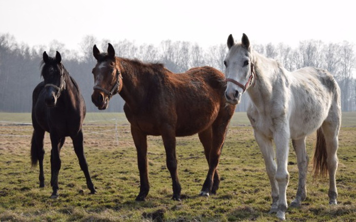 Zbiórka Zbiórka na czosnek i witaminy... - zdjęcie główne