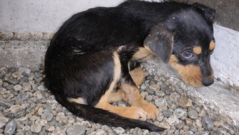 Zbiórka Kastracja bezdomnej Katii - miniaturka zdjęcia