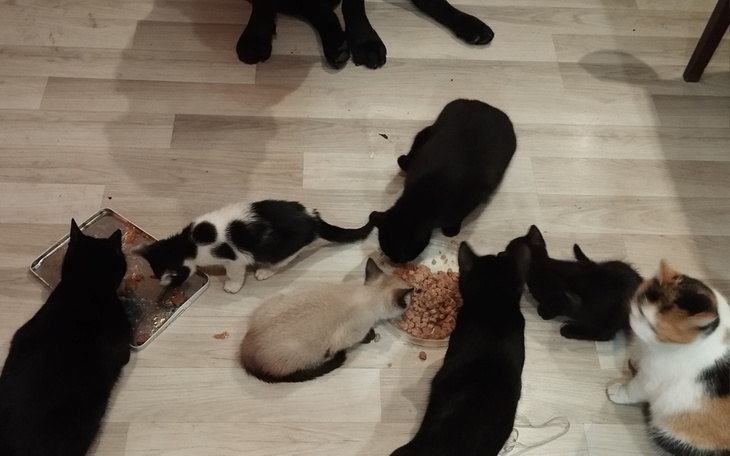 Grupa kotów jedzących z miski na podłodze.