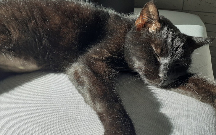 Zbiórka Zbiórka na ratowanie kotka Lucky - zdjęcie główne