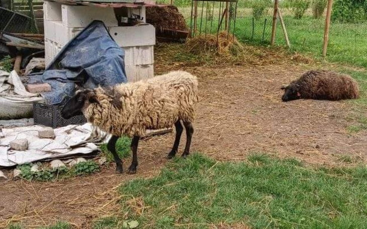 Zbiórka Pomóżmy wyleczyć nozke owcy - zdjęcie główne