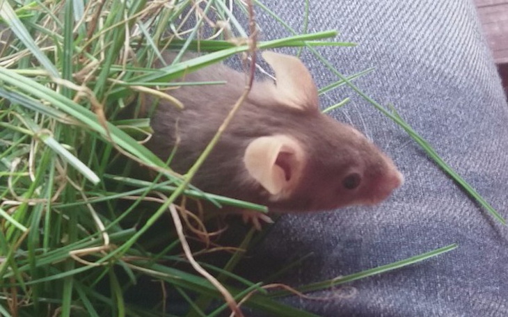 Zbiórka Operacja myszki - zdjęcie główne