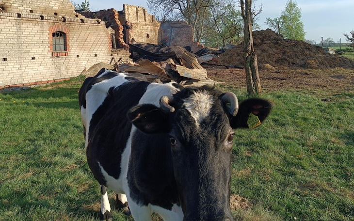 Krowa na tle zniszczonego budynku.