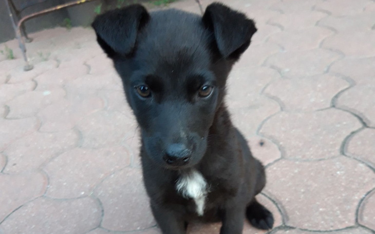 Zbiórka Lola Woła Pomocy - zdjęcie główne