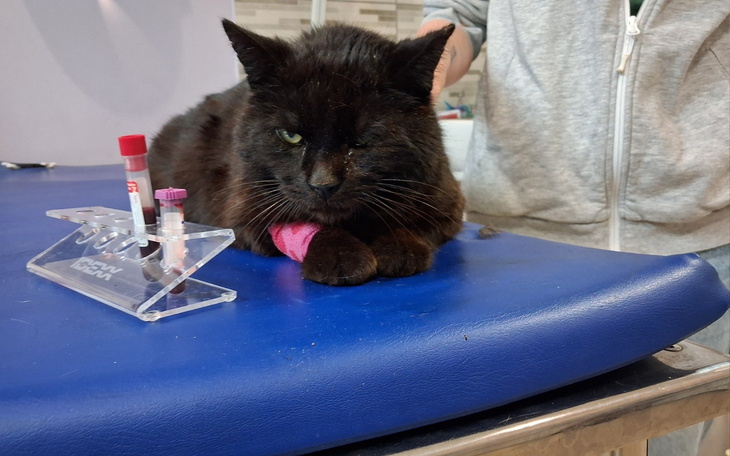 Czarny kot na stole weterynaryjnym z opatrunkiem na łapie.