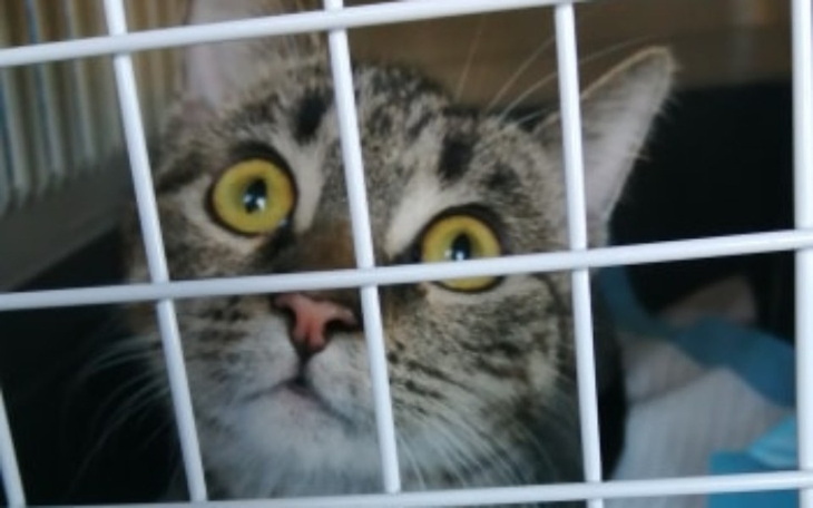 Zbiórka wsparcie dla Fundacji Felineus - zdjęcie główne