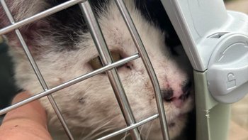 Zbiórka Leczenie łódzkich kotków - miniaturka zdjęcia