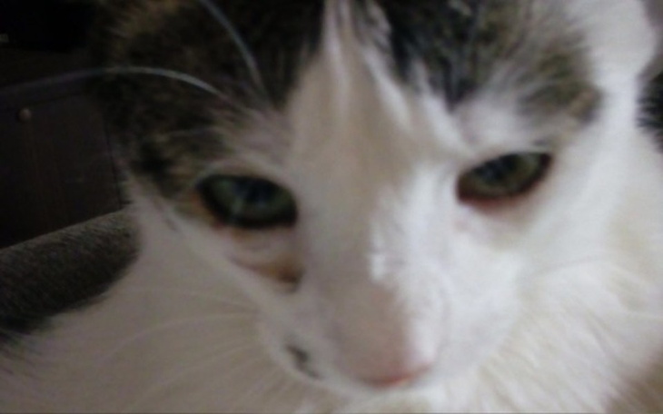 Zbiórka Pomóżcie wyleczyc Straszka - zdjęcie główne