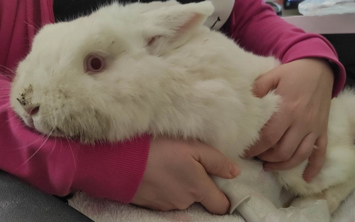 Zbiórka Królicze marzenia - zdjęcie główne