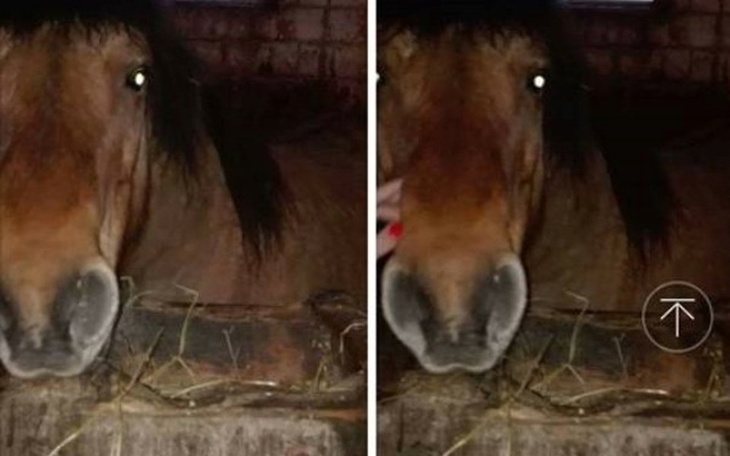 Zbiórka 11-letni hucułek- ZBIERAMY - zdjęcie główne