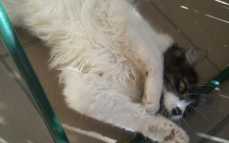 Zbiórka Na badania i zabieg dla kotki - zdjęcie główne