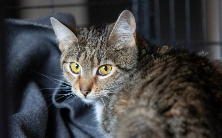 Zbiórka Życie Ofelki - zdjęcie główne