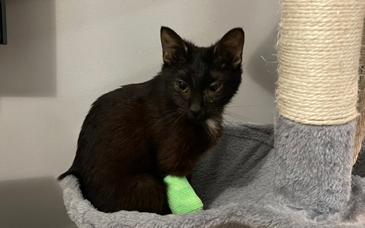 Zbiórka Pomóżmy Pumie - zdjęcie główne