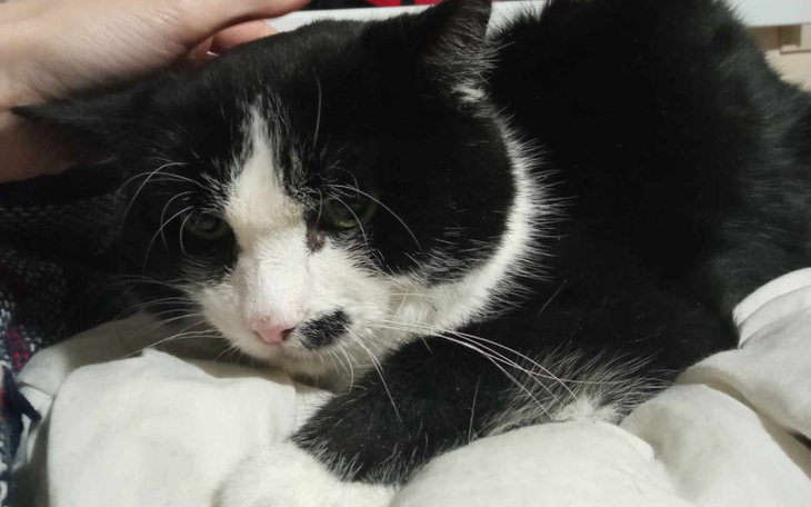 Zbiórka Na godne pożegnanie Freaka - zdjęcie główne