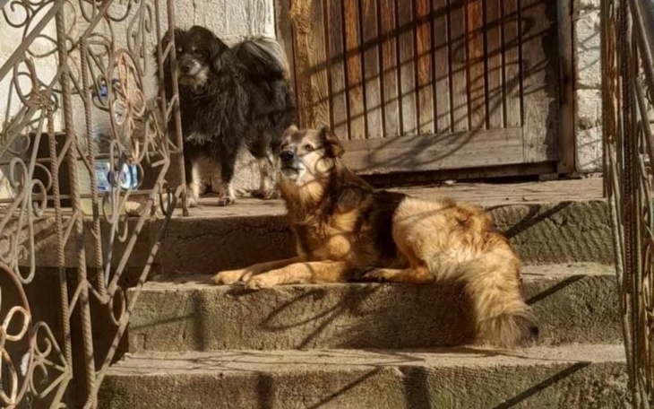 Zbiórka Na pomoc dla 7psiakow - zdjęcie główne