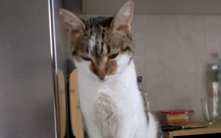 Zbiórka Celina walczy o każdy kęs - zdjęcie główne