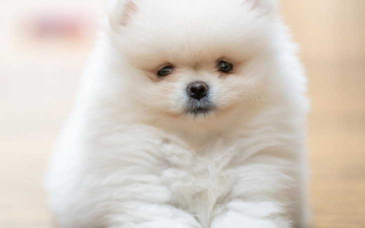 Zbiórka Na szpica miniaturowego. - zdjęcie główne