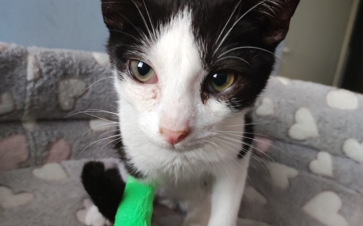 Zbiórka Stado kotów potrzebuje pomocy.. - zdjęcie główne