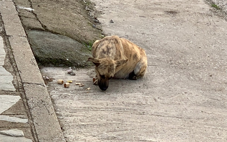 Zbiórka Bezdomne zwierzęta w Grecji - zdjęcie główne
