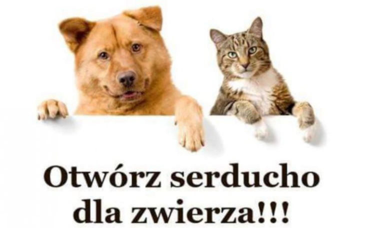 Zbiórka Schronisko - przytulisko - zdjęcie główne