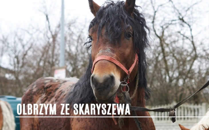 Zbiórka Leczenie Olbrzyma - zdjęcie główne