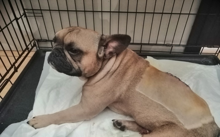 Zbiórka Rehabilitacja Diesla - zdjęcie główne