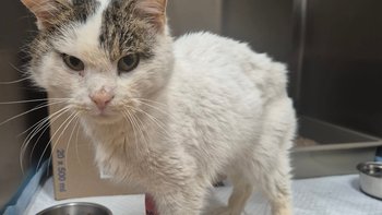 Zbiórka Skwarek- poturbowany przez życie - miniaturka zdjęcia