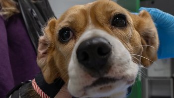 Zbiórka Operacja zaćmy dla Bonnie - miniaturka zdjęcia